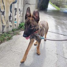 MAXIMILIAN, Hund, Mischlingshund in Slowakische Republik - Bild 6