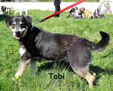 TOBI, Hund, Mischlingshund in Bosnien und Herzegowina - Bild 2