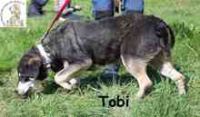 TOBI, Hund, Mischlingshund in Bosnien und Herzegowina - Bild 4