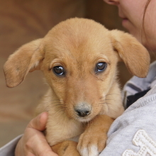 JASMIN, Hund, Mischlingshund in Griechenland - Bild 1