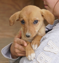 JASMIN, Hund, Mischlingshund in Griechenland - Bild 2