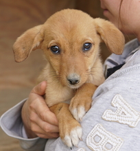 JASMIN, Hund, Mischlingshund in Griechenland - Bild 3