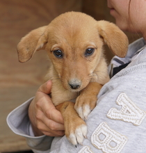 JASMIN, Hund, Mischlingshund in Griechenland - Bild 4