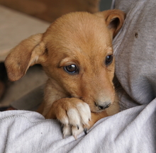 JASMIN, Hund, Mischlingshund in Griechenland - Bild 5