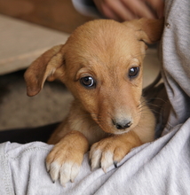 JASMIN, Hund, Mischlingshund in Griechenland - Bild 6