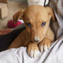 JASMIN, Hund, Mischlingshund in Griechenland - Bild 8