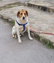 MAXWELL, Hund, Mischlingshund in Bulgarien - Bild 3