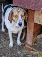 MAXWELL, Hund, Mischlingshund in Bulgarien - Bild 8