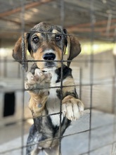 JEDDA, Hund, Mischlingshund in Griechenland - Bild 3