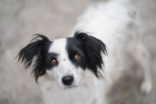 ALIKA, Hund, Mischlingshund in Bulgarien - Bild 1