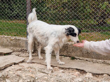 ALIKA, Hund, Mischlingshund in Bulgarien - Bild 11