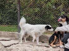 ALIKA, Hund, Mischlingshund in Bulgarien - Bild 12