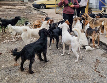 ALIKA, Hund, Mischlingshund in Bulgarien - Bild 15