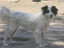 ALIKA, Hund, Mischlingshund in Bulgarien - Bild 18