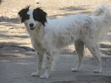 ALIKA, Hund, Mischlingshund in Bulgarien - Bild 19