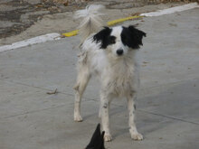 ALIKA, Hund, Mischlingshund in Bulgarien - Bild 3