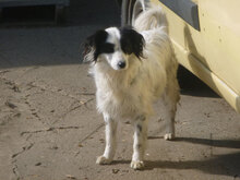 ALIKA, Hund, Mischlingshund in Bulgarien - Bild 4