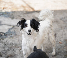 ALIKA, Hund, Mischlingshund in Bulgarien - Bild 7