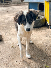 ANABEL, Hund, Mischlingshund in Bulgarien - Bild 1