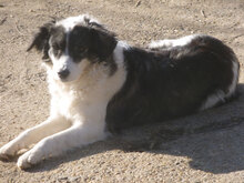 ANABEL, Hund, Mischlingshund in Bulgarien - Bild 2