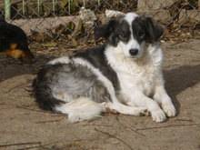 ANABEL, Hund, Mischlingshund in Bulgarien - Bild 3