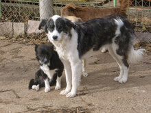 ANABEL, Hund, Mischlingshund in Bulgarien - Bild 4