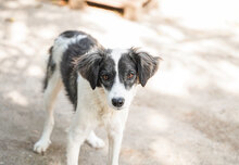 ANABEL, Hund, Mischlingshund in Bulgarien - Bild 5