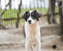 ANABEL, Hund, Mischlingshund in Bulgarien - Bild 6