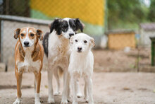 ANABEL, Hund, Mischlingshund in Bulgarien - Bild 7