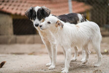 ANABEL, Hund, Mischlingshund in Bulgarien - Bild 8