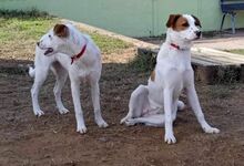 CLARA, Hund, Mischlingshund in Griechenland - Bild 12