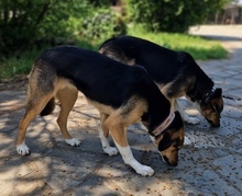 DAIZY, Hund, Mischlingshund in Griechenland - Bild 4