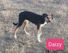 DAIZY, Hund, Mischlingshund in Griechenland - Bild 7