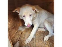 YORUBA, Hund, Mischlingshund in Rumänien