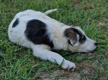 MANDY, Hund, Mischlingshund in Griechenland - Bild 10