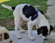 MANDY, Hund, Mischlingshund in Griechenland - Bild 8