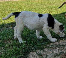 MANDY, Hund, Mischlingshund in Griechenland - Bild 9