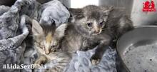 SANDY, Katze, Europäisch Kurzhaar in Italien - Bild 12