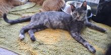 SANDY, Katze, Europäisch Kurzhaar in Italien - Bild 2