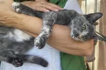 SANDY, Katze, Europäisch Kurzhaar in Italien - Bild 9