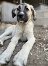 JUJU, Hund, Mischlingshund in Griechenland - Bild 4