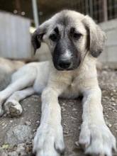 JUJU, Hund, Mischlingshund in Griechenland - Bild 5