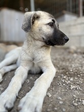 JUJU, Hund, Mischlingshund in Griechenland - Bild 6