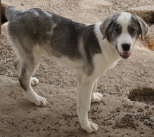 RYAT, Hund, Mischlingshund in Griechenland - Bild 10