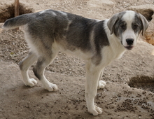 RYAT, Hund, Mischlingshund in Griechenland - Bild 11