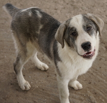 RYAT, Hund, Mischlingshund in Griechenland - Bild 2