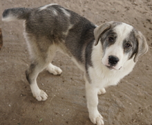 RYAT, Hund, Mischlingshund in Griechenland - Bild 4