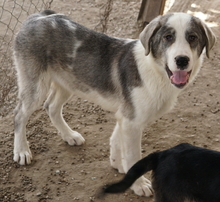 RYAT, Hund, Mischlingshund in Griechenland - Bild 8