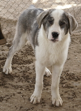 RYAT, Hund, Mischlingshund in Griechenland - Bild 9