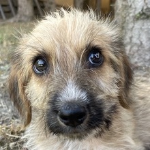 FERO, Hund, Mischlingshund in Griechenland - Bild 1